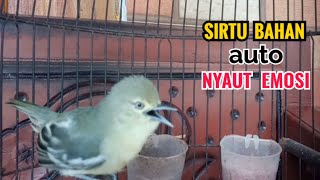 Suara Sirtu Gacor Ngerek Sangat Cocok Buat Pancing Emosi Sirtu Lain Agar cepat Bunyi