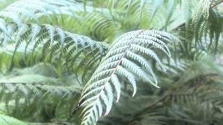 Native Fern, With Annoying Kid Calling Out In The Background Her Mum’s Reply… The Sounds Of Nature.