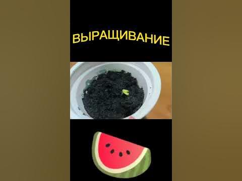 ВЫРАЩИВАНИЕ АРБУЗА ИЗ КОСТОЧКИ В УСКОРЕННОЙ СЪЕМКЕ / ВЫРАСТИЛ АРБУЗ ИЗ ...