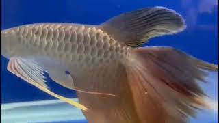 WOW !!!!! Menakjubkan Ikan dengan harga Milyaran Rupiah 😍😍😍 #Arowana #Ikan Termahal #Sultan #Hobby