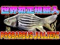 【ショップ訪問】初公開！世界初の個体に超豪華証明書完成！本気のベイサイドアクアがヤバすぎる！！