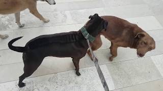 Polite pitbull making friendship with stray dogs by Dog Passion 2,306 views 3 years ago 1 minute, 23 seconds