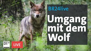 Umgang mit dem Wolf: 