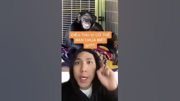Vụ tấn công của tinh tinh Travis | Điều thú vị có thể bạn chưa biết | Davo