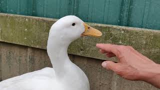 How to greet a duck