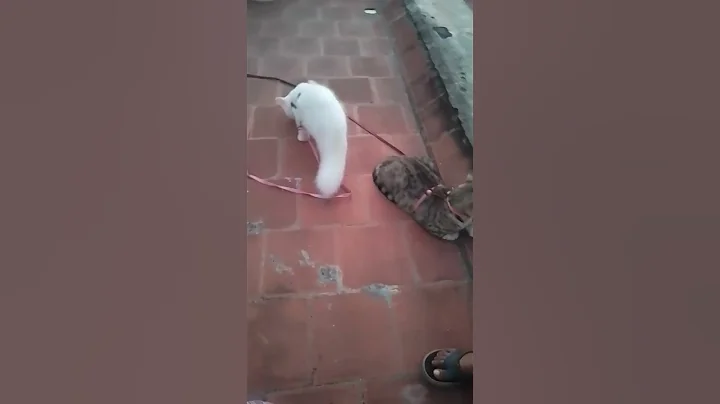 Watch the video about #nemo #cat #turkishcat #catvideos #marlin #pawsn #catfood #funny #music #feedshorts