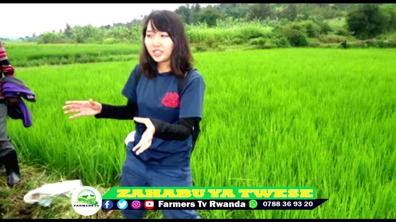 INKOMOKO Y'UMUCERI MU RWANDA ABASHINWA UNVA IBYO BAKOZE YouTube