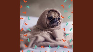 Pulsating Moods for Keeping Your Dog Entertained