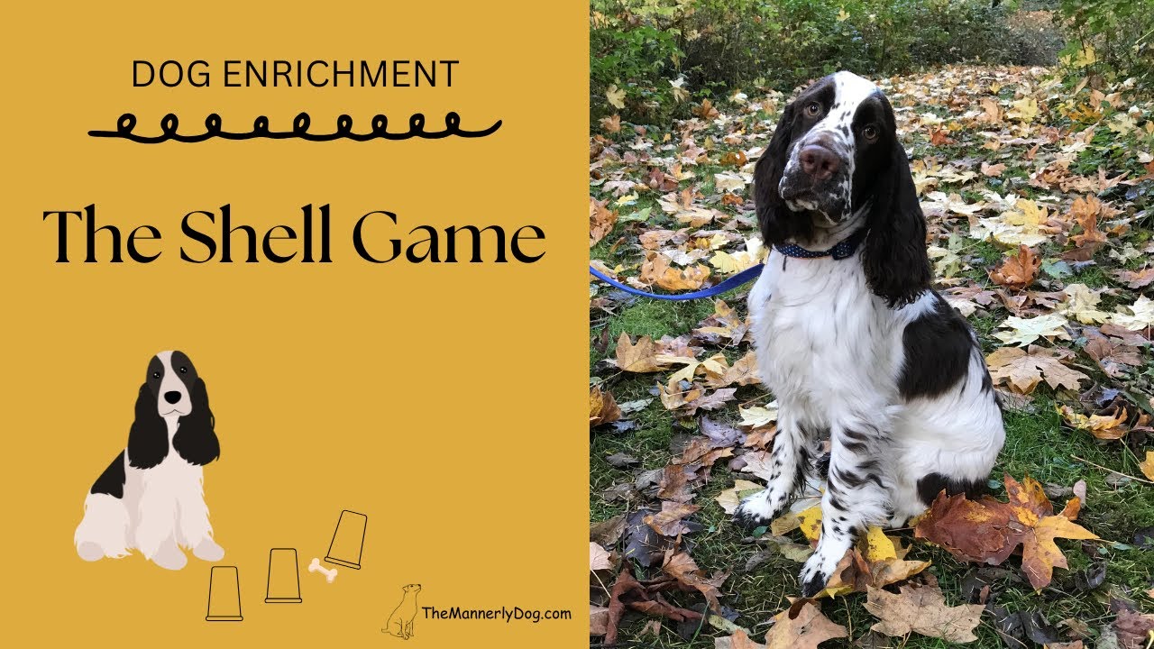 Dog Enrichment:  The Shell Game - Albert