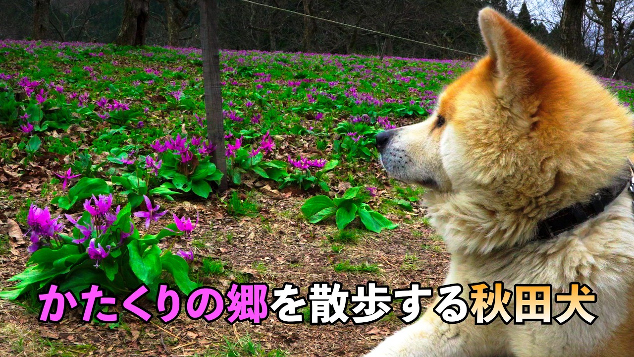 Bishamon the Akita dog
