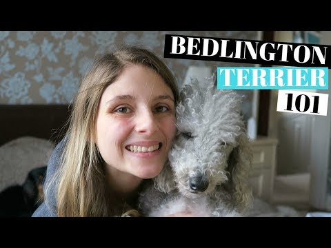 Bedlington Terrier Dogs 101 - فوائد اور نقصانات