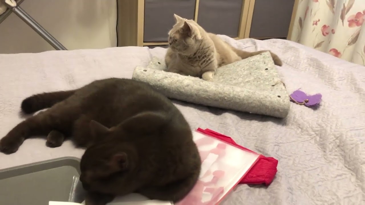 Cute British Cats