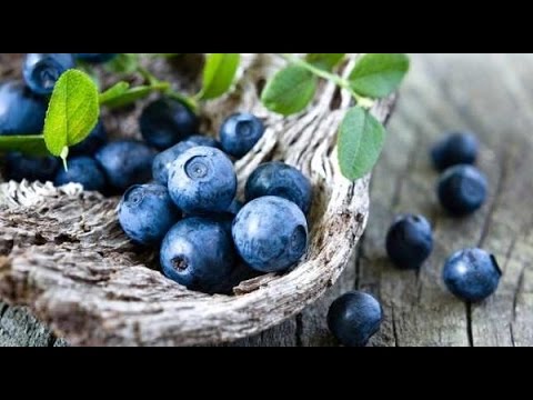 فيديو: كيف تختلف العنب البري عن العنب البري