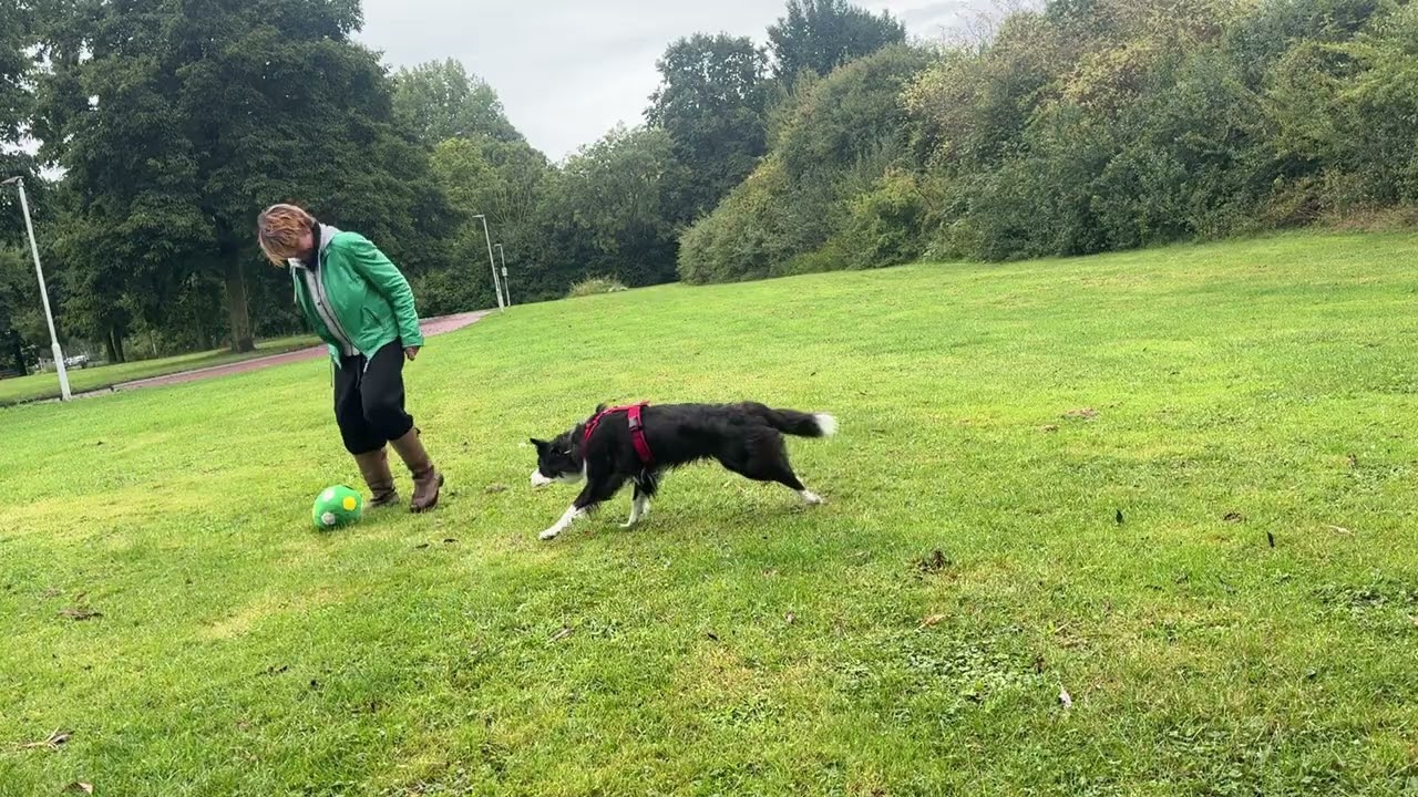 Hoeden met je hond zonder dat er schapen of ander vee voor nodig is.