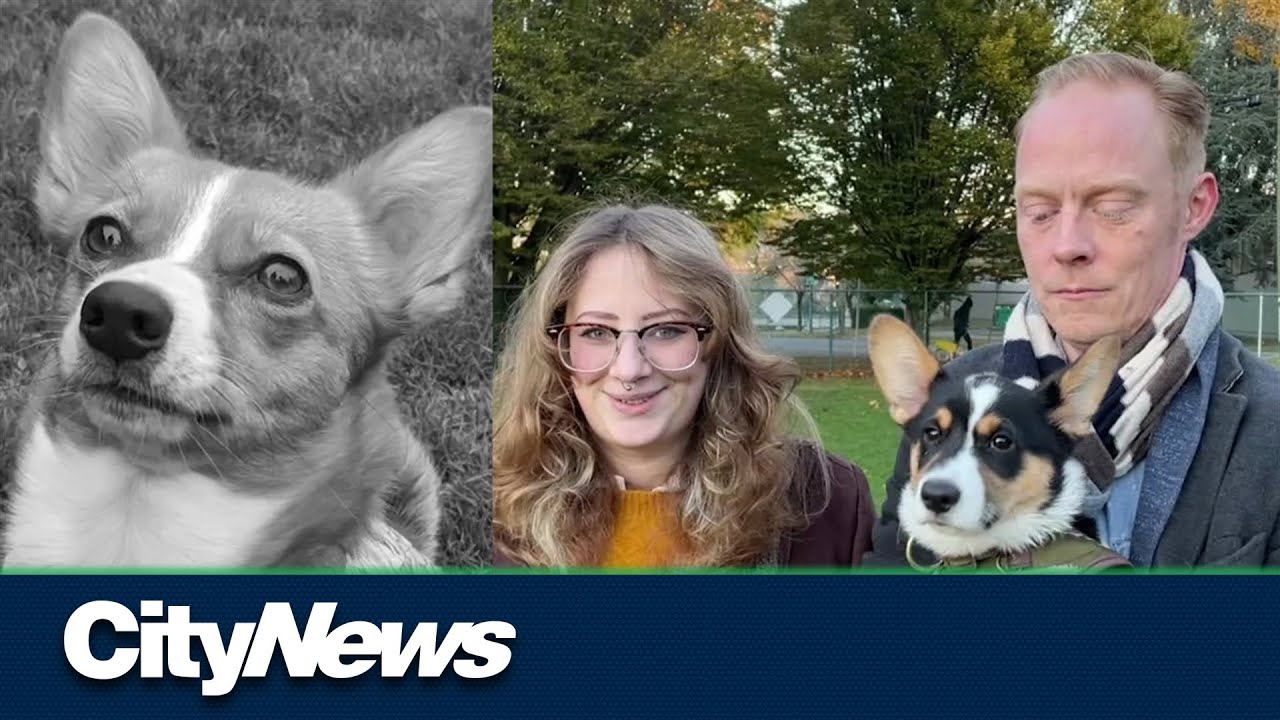 Vancouver couple relieved driver in hit-and-run that killed dog ...