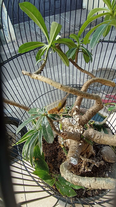 prenjak lumut dalam bonsai kamboja