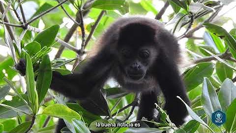 Biodiversity Monitoring Program