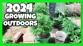 Our Most Epic Outdoor Cannabis Grow 