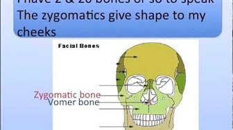 Anatomy And Physiology Study Songs Youtube