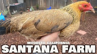 MODESTO CALIFORNIA !! Beautiful Birds SANTANA FARM Black Velcro RH | Farm Visit