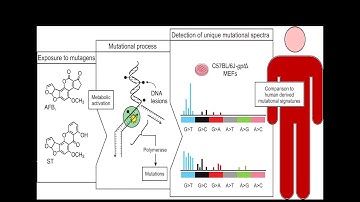 Cracking the Mycotoxin Code: Unmasking AFB1 and ST Hidden DNA