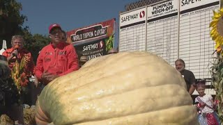 Download lagu Minnesota man becomes four-time winner of Half Moon Bay, Calif. pumpkin weigh-off