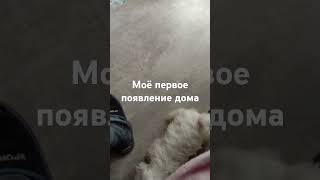 Появление в доме щенка #собака #вестхайленд #рокки #puppy