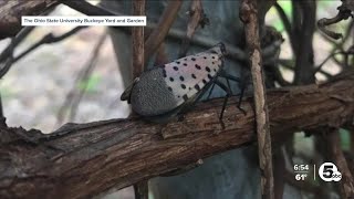 How to get rid of spotted lanternflies