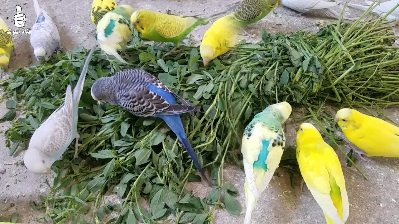 اكل العصافير البادجي وافضل وجبة تقدم للبادجي وخاصة بعد فترة التفقيس ...