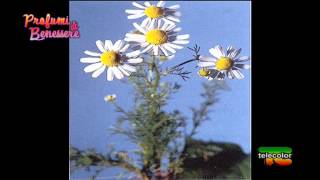 Profumi di benessere: Camomilla