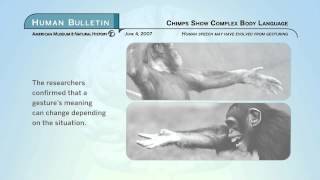 Science Bulletins: Chimps Show Complex Body Language