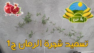 تسميد شجرة الرمان ج1