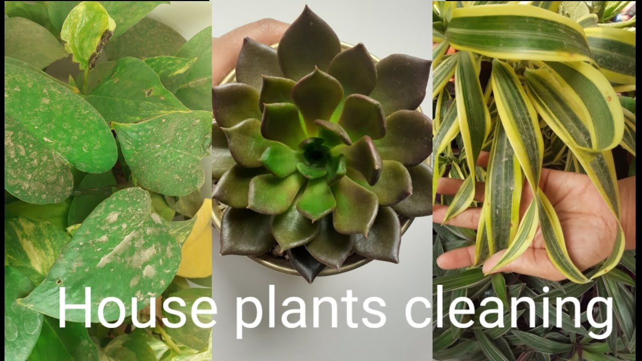 How to clean house/ indoor plants
