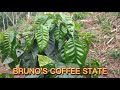 CAFE  PACAMARA FINCA BRUNO'S COFFEE