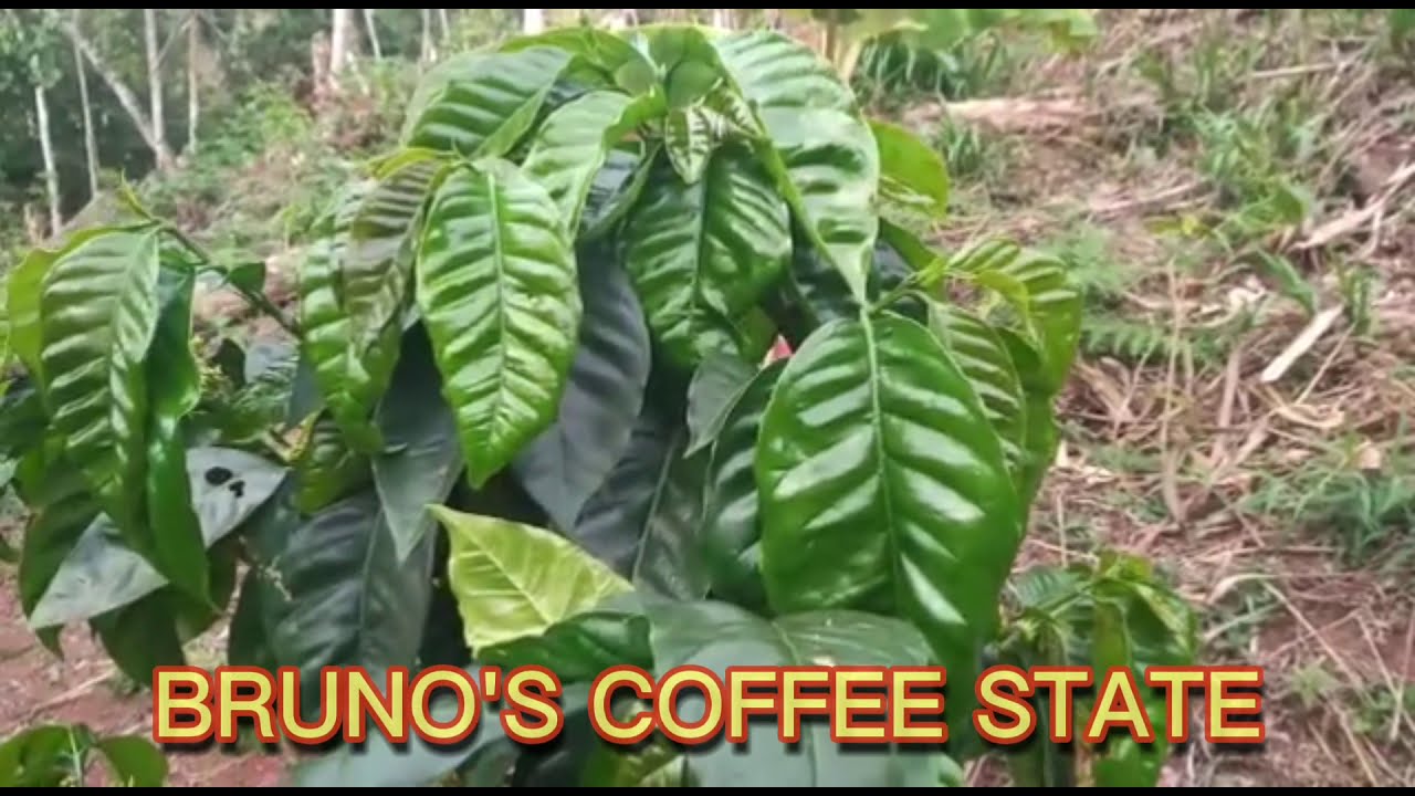 CAFE PACAMARA FINCA BRUNO'S COFFEE - YouTube