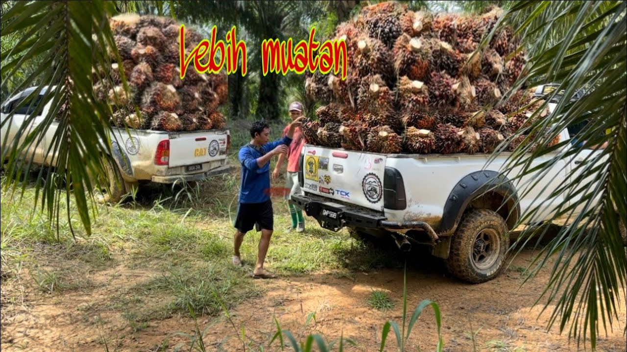 Lebih muatkan : Aktiviti Menjual buah sawit, 2 buah hilux 4x4 single cap yang lebih muatan