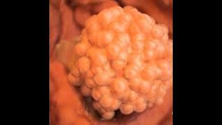Morula - blastula - Gastrula - fetous formation | Baby Development.