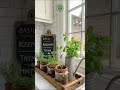 From Scraps to Style: The Ultimate Guide to Kitchen Herb Gardens! #fyp #ytshorts