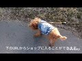 犬の服 犬服の店 ドッグウェア 犬服屋 犬の服屋さん おしゃれな犬の服 ペット服 チワワの服 トイプードルの服 ペット用品店
