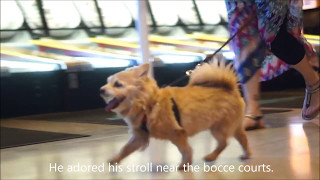 Renaissance Reno Downtown Hotel Day of Discovery with the SPCA