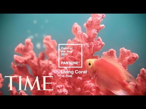 Pantone Announces Living Coral Is The 2019 Color Of The Year | TIME