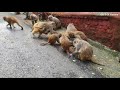 Dangerous Gang Fight Of Monkey || Feeding Popcorn and Gram || monkey fight