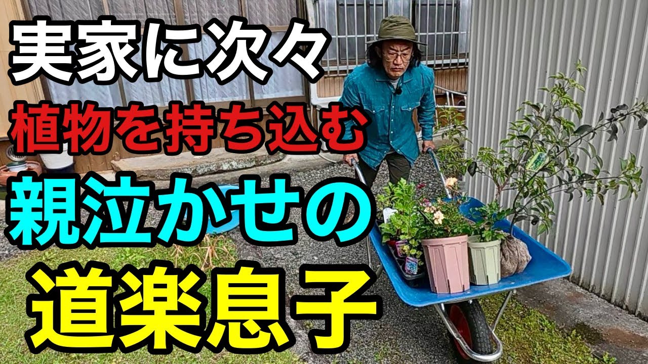 一輪車一杯】 まずはこの植物たちを見てください 【園芸超人カーメン君