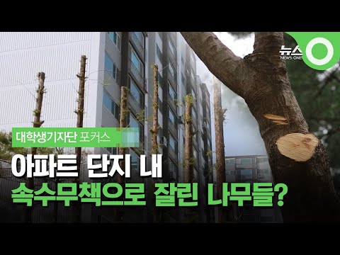 [대학생기자단 포커스]  아파트 단지 내 속수무책으로 잘려나간 나무들? / OBS 뉴스