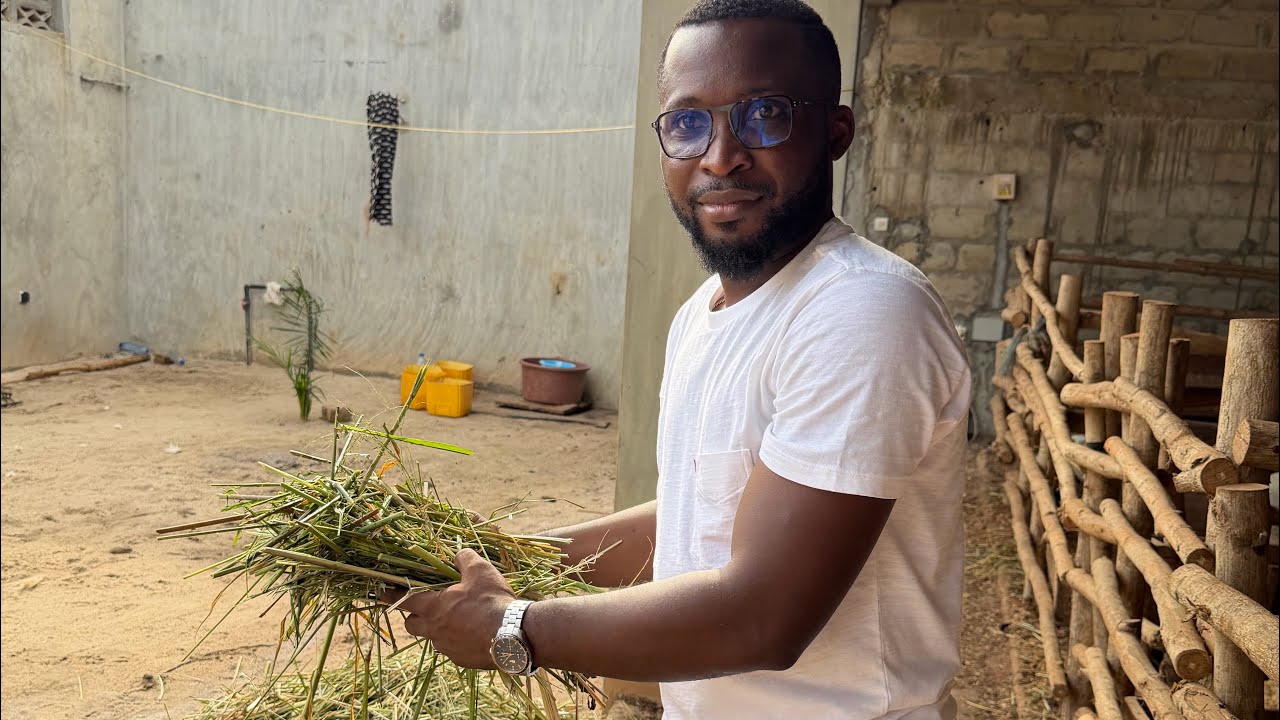 🚨 élevage de mouton au Bénin : le refus ( herbe non consommée ) est une grosse perte économique.