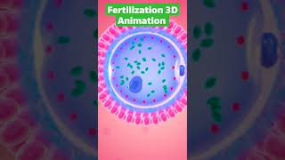 Fertilization 3D animation|fusion of male sperm with ovum shortsfeed  shorts neet biology