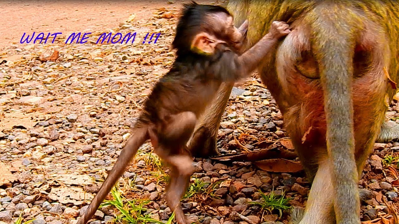 OG,Mom Left Lizza & Walking, Baby Jump Over To Catch Mom,Still Shaking Body