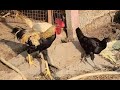 గుడ్ మార్నింగ్ కోళ్లు(good morning chickens) #baddamsfarmfresh #naatukollu #shankarpally