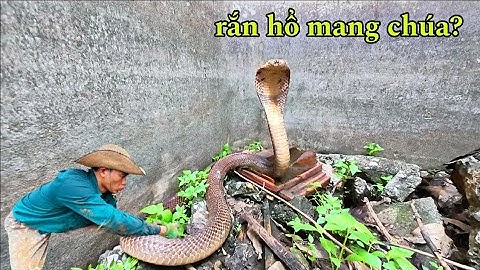 Lần Theo Dấu Vết Xác Rắn Lột 5 Người Phát Hiện Ra 2 Con Rắn Hổ Mang Khổng Lồ Dưới Bể Bỏ Hoang  