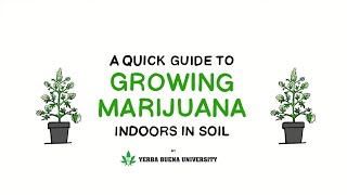 6  Checking for Peak Harvest - An Illustrated Guide to Growing Marijuana Indoors in Soil